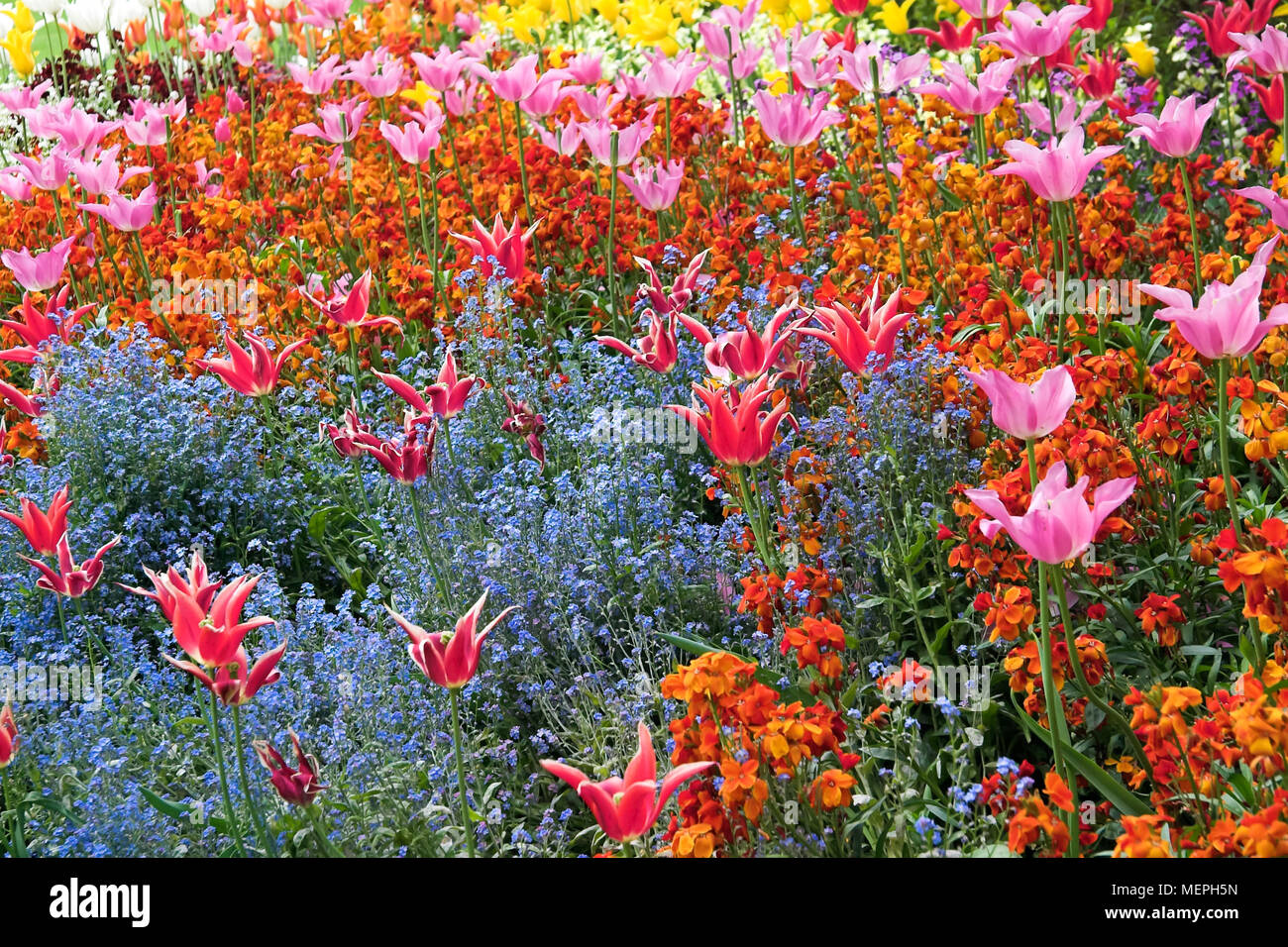 Ein blühender Garten in voller Blüte im St. James's Park, London, UK Stockfoto
