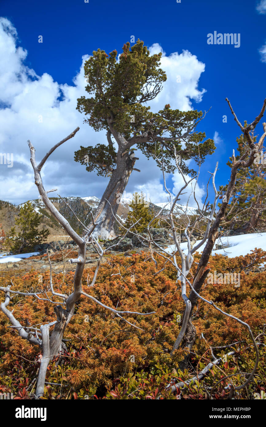 Alte Limber Pine im Rocky Mountain Foothills, Alberta, Kanada Stockfoto
