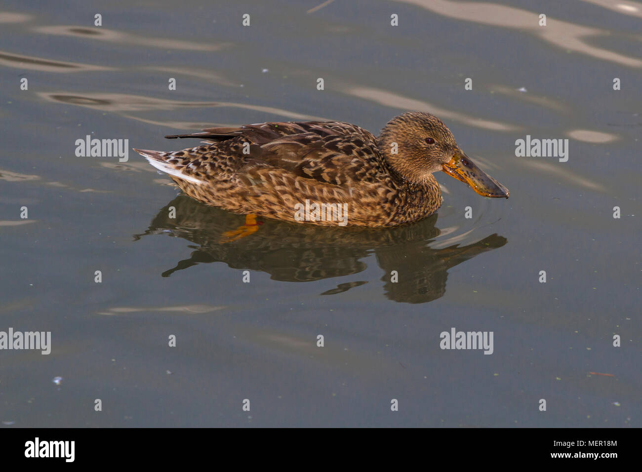 Nördlichen Zimt Teal an Slimbridge Stockfoto