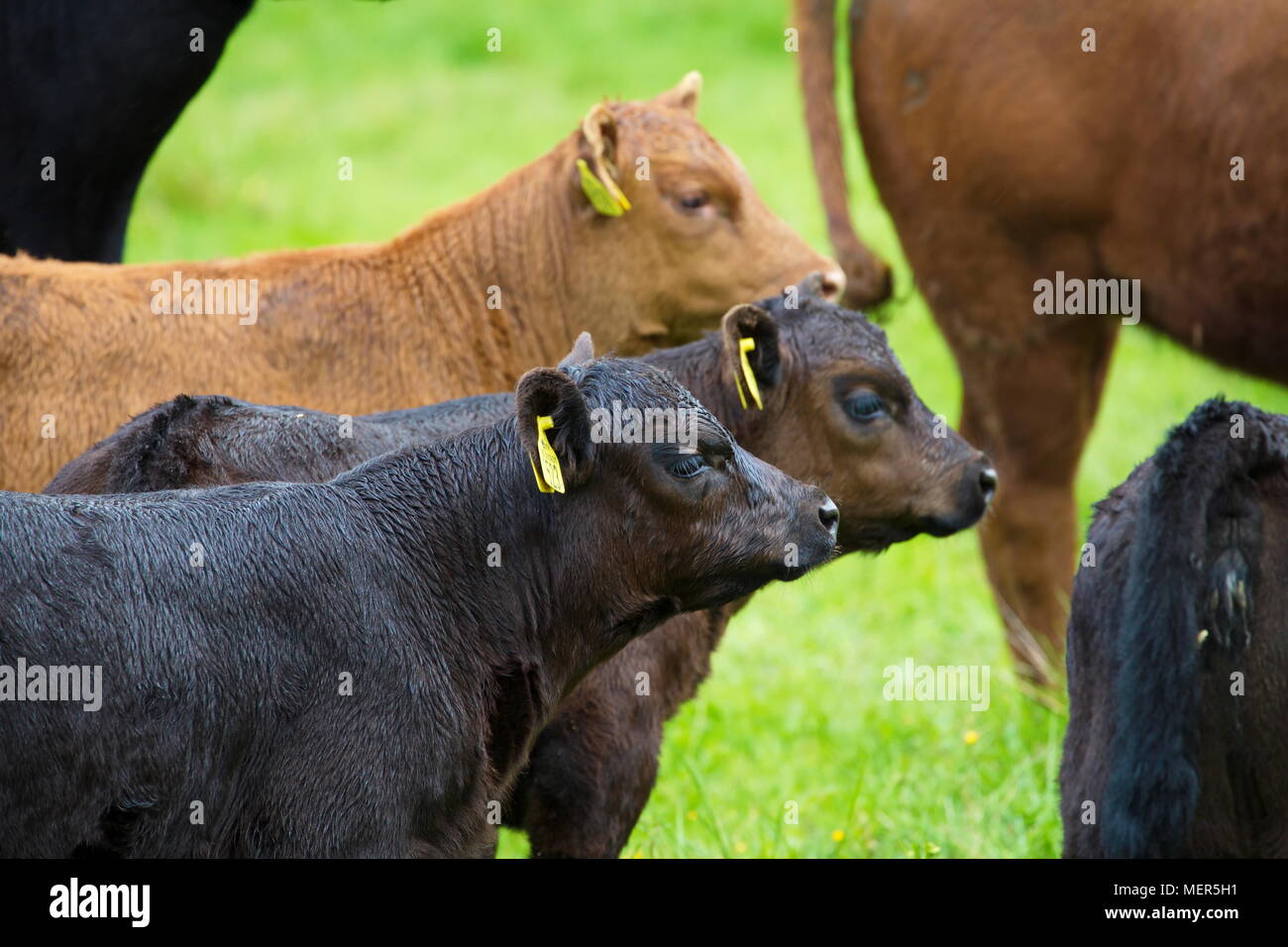 Braune Kühe und Kälber auf einer Wiese im Sommer Stockfoto