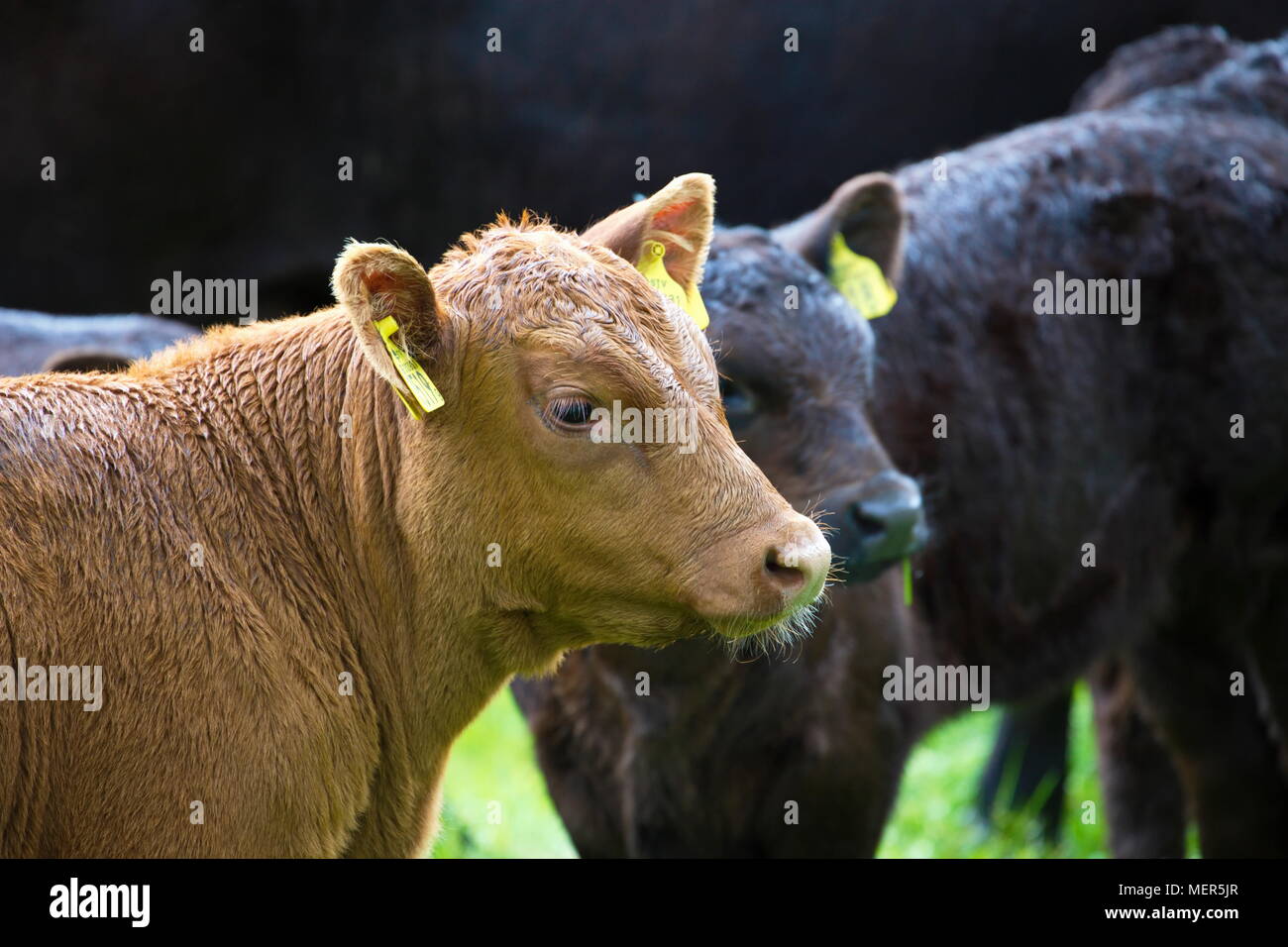 Braune Kühe und Kälber auf einer Wiese im Sommer Stockfoto