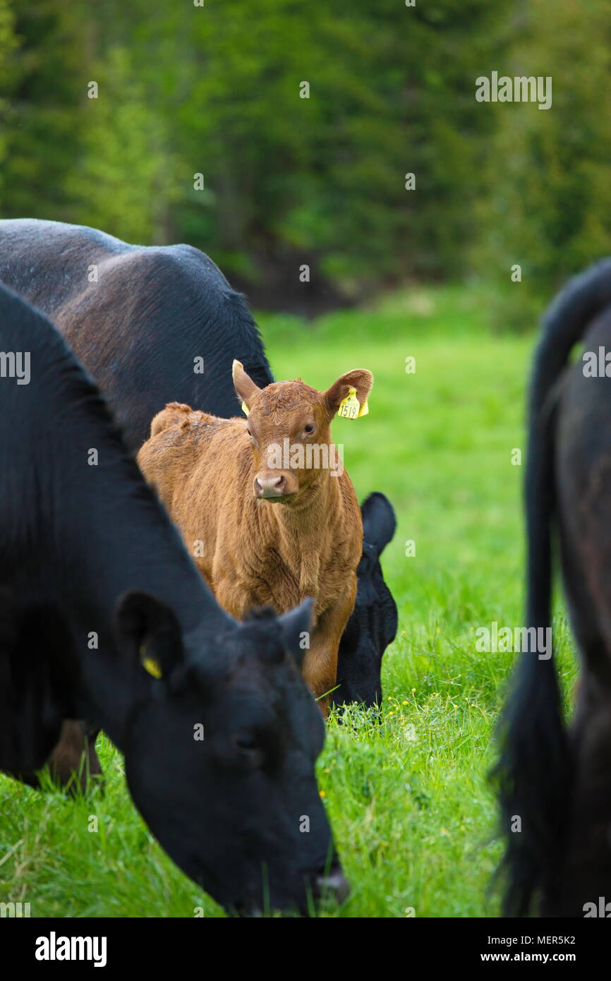 Braune Kühe und Kälber auf einer Wiese im Sommer Stockfoto