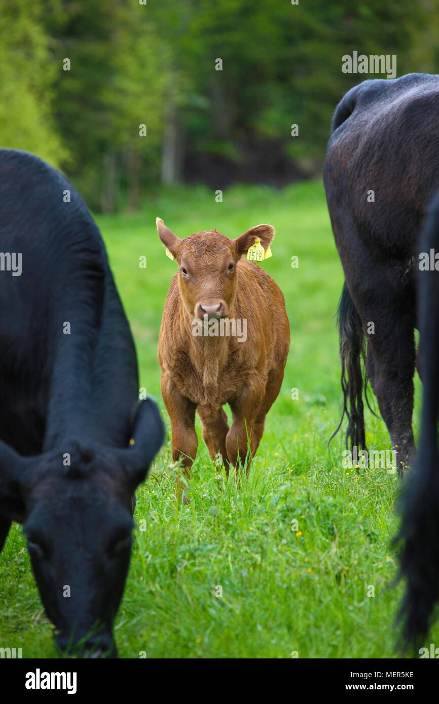 Braune Kühe und Kälber auf einer Wiese im Sommer Stockfoto