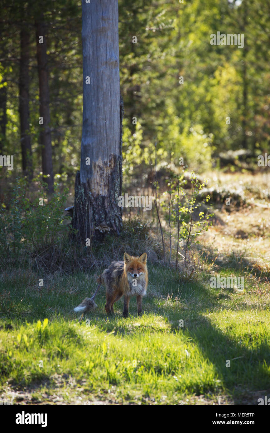Red Fox (Vulpes vulpes) leiden Die räude. Wiese am Waldrand an einem sonnigen Sommertag. Stockfoto