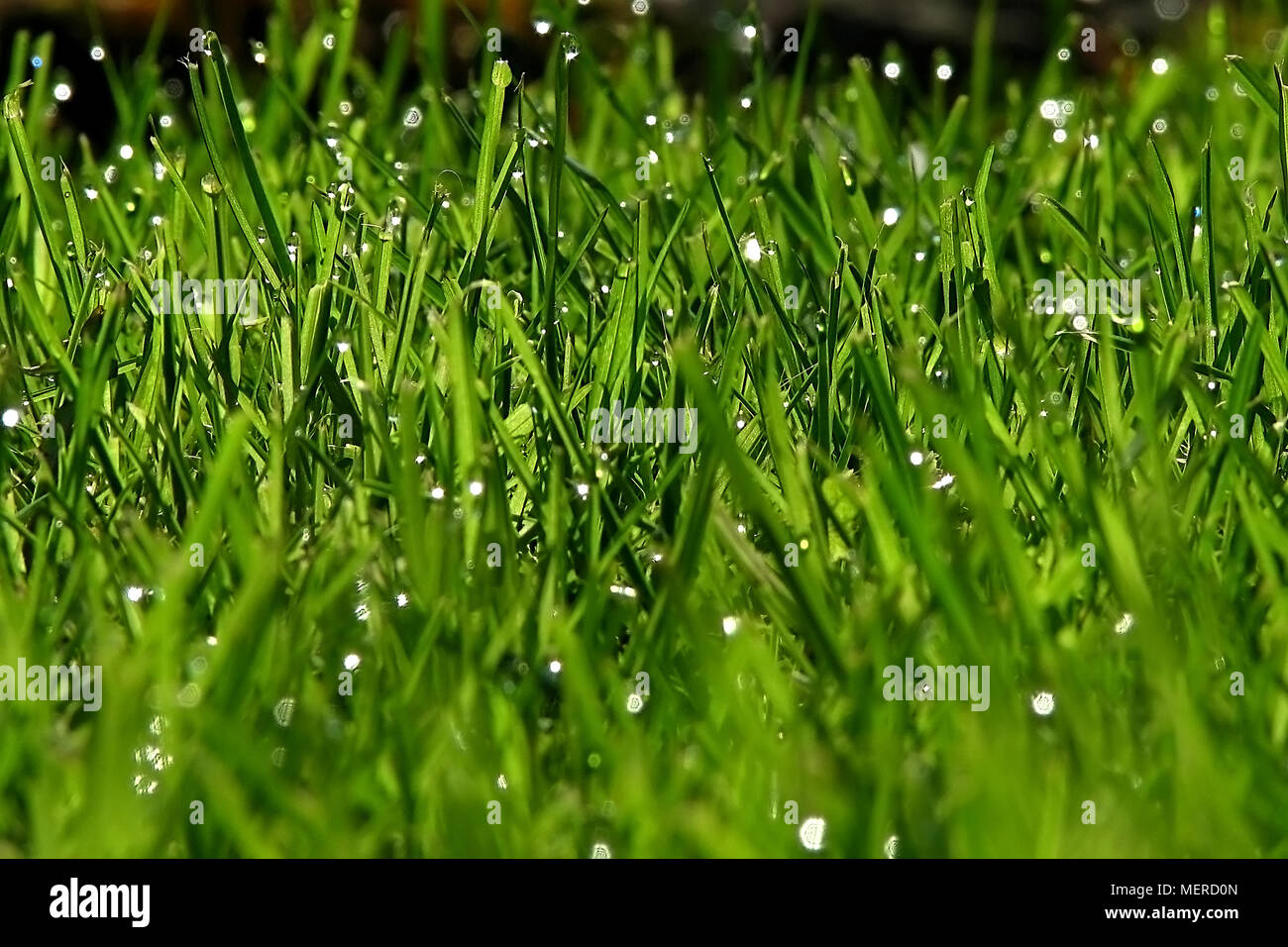 Tropfen auf der Grashalme nur nach dem Regen Stockfoto