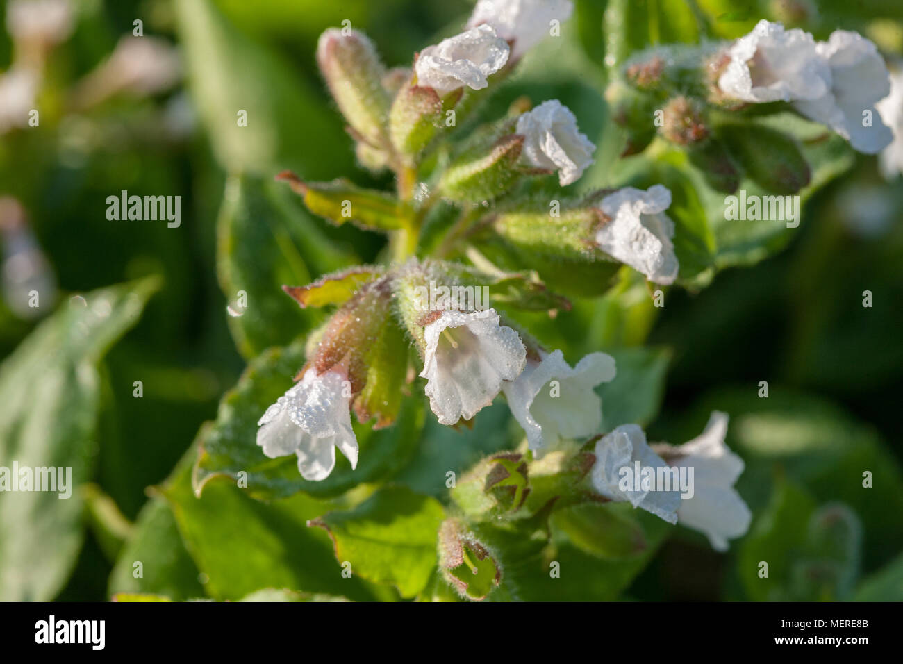 'White Wings' Lungenkraut, Fläcklungört, (Pulmonaria officinalis) Stockfoto