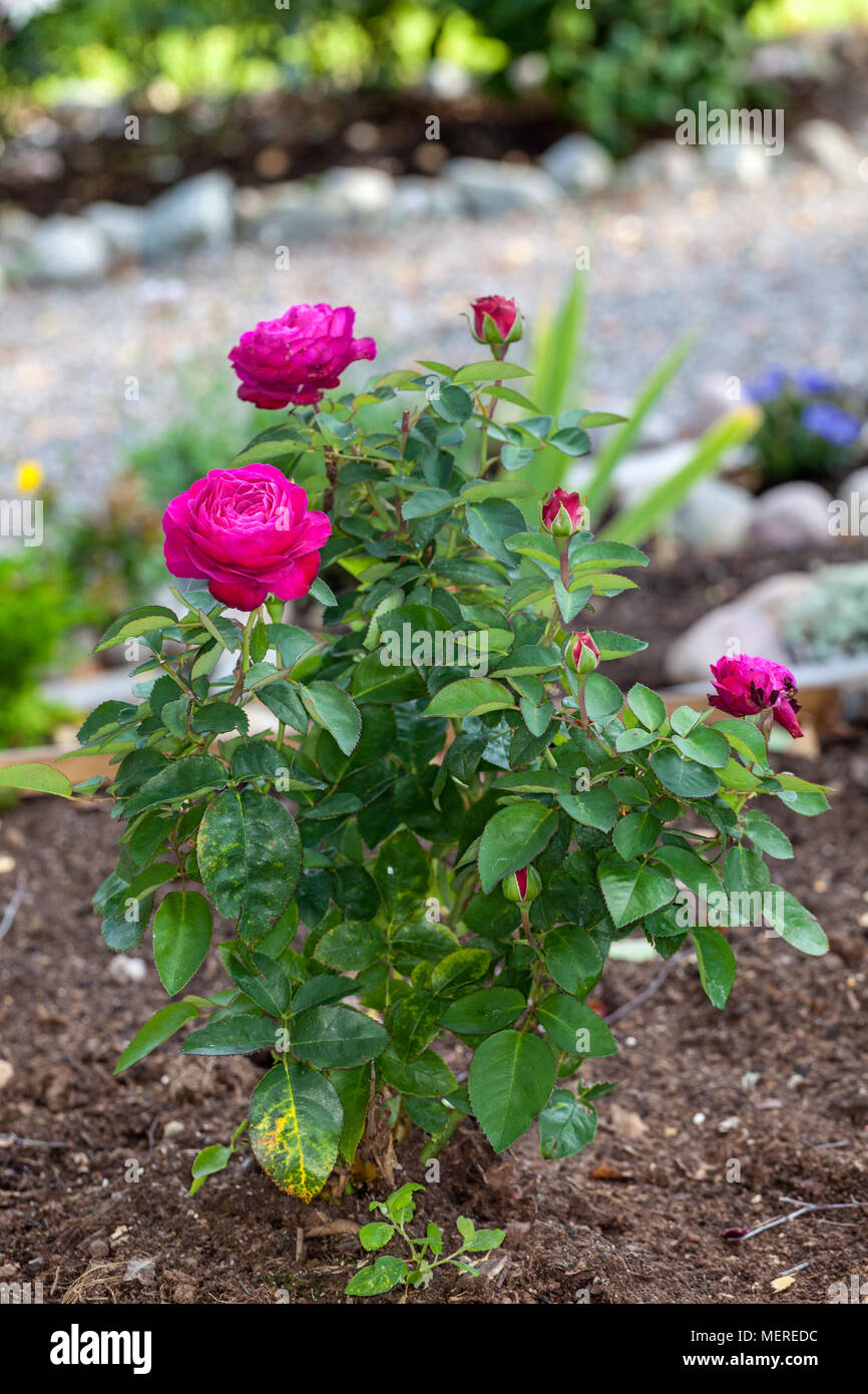 Heidi Klum" Floribunda Rose, Floribundaros (Rosa Stockfotografie - Alamy