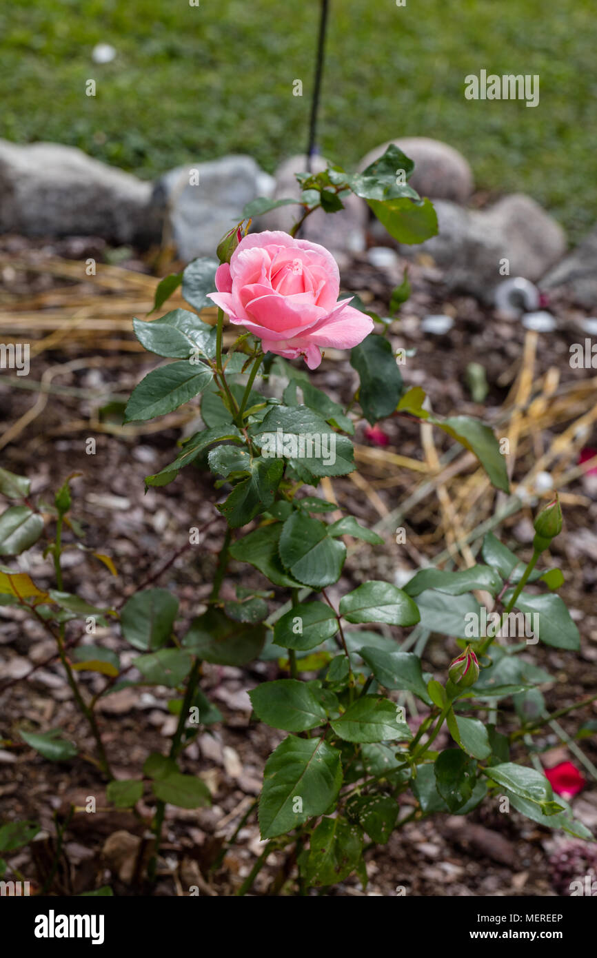 'Queen Elizabeth' Grandiflora Rose, Grandiflora ros (Rosa) Stockfoto