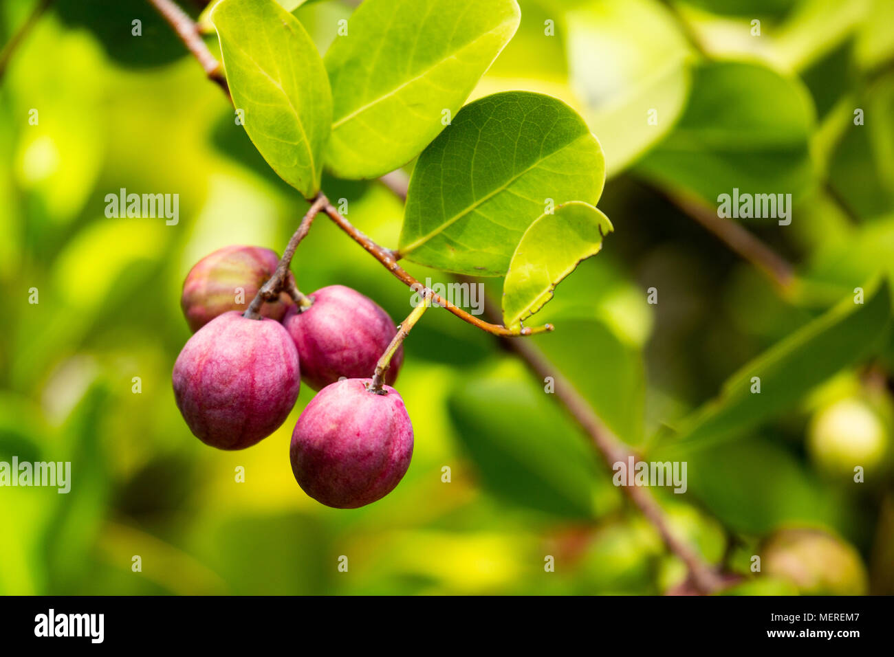 Coco Plum, Seychellen Stockfoto