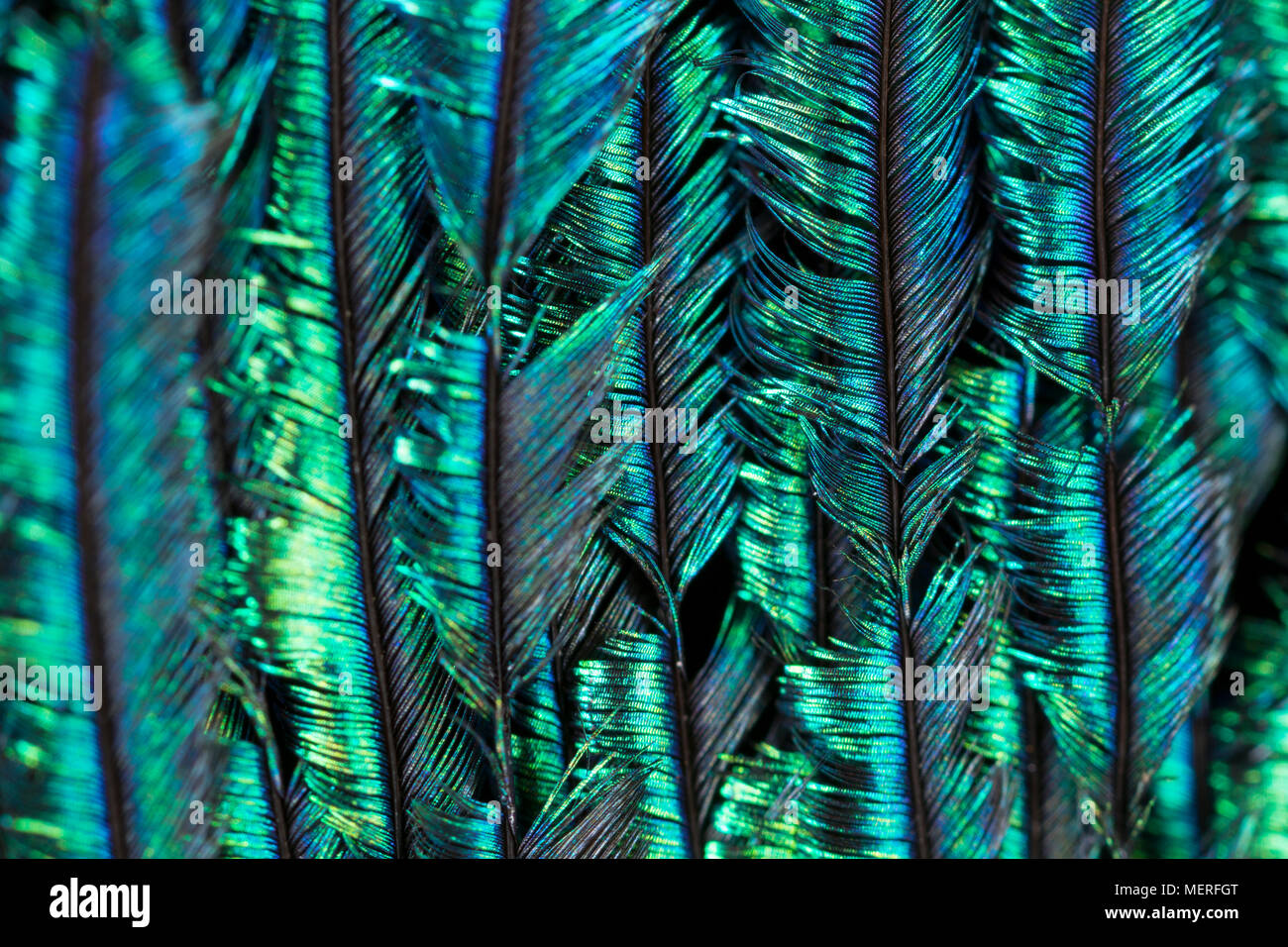 Nahaufnahme Bild der Federstruktur und Farben aus der Schwanzfedern eines häuslich Indischen Pfau Pavo cristatus. Lancashire England UK GB Stockfoto