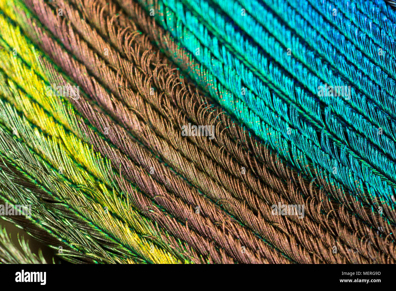 Nahaufnahme Bild der Federstruktur und Farben aus der Schwanzfedern eines häuslich Indischen Pfau Pavo cristatus. Lancashire England UK GB Stockfoto