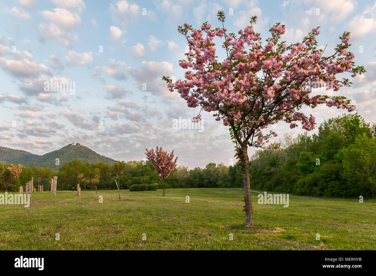 Blühende Kirschbäume im Japanischen Park (Kirschenhain Donauinsel Wien Österreich) an einem sonnigen Morgen im Frühling Stockfoto