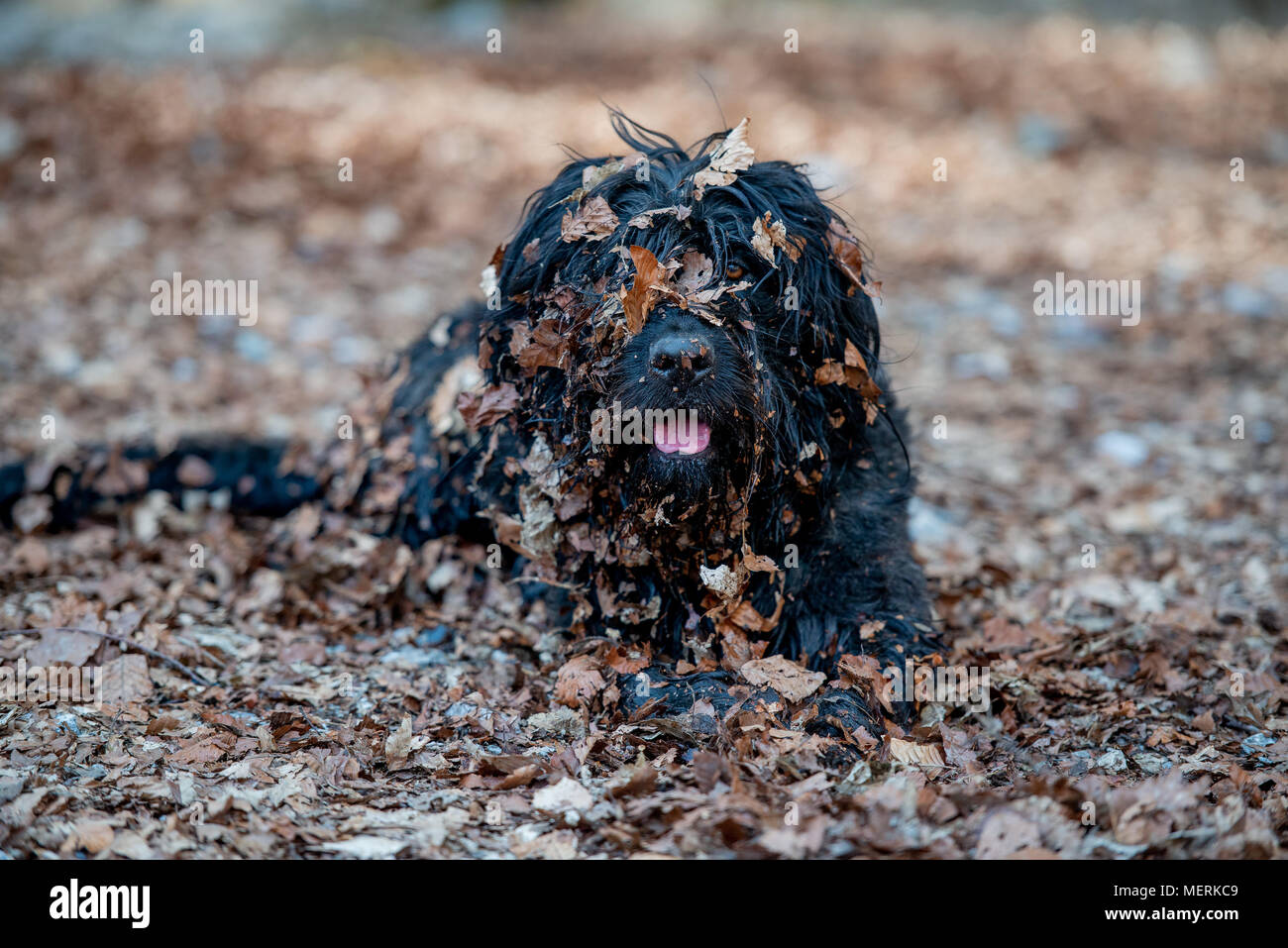 Mops Mit Zähnen Stockfotos &amp; Mops Mit Zähnen Bilder Alamy