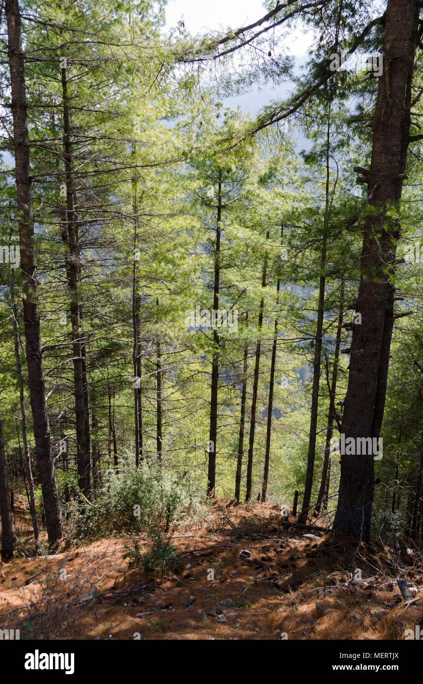 Pinien im Wald, in den Bergen, Haa Valley, Bhutan Stockfoto