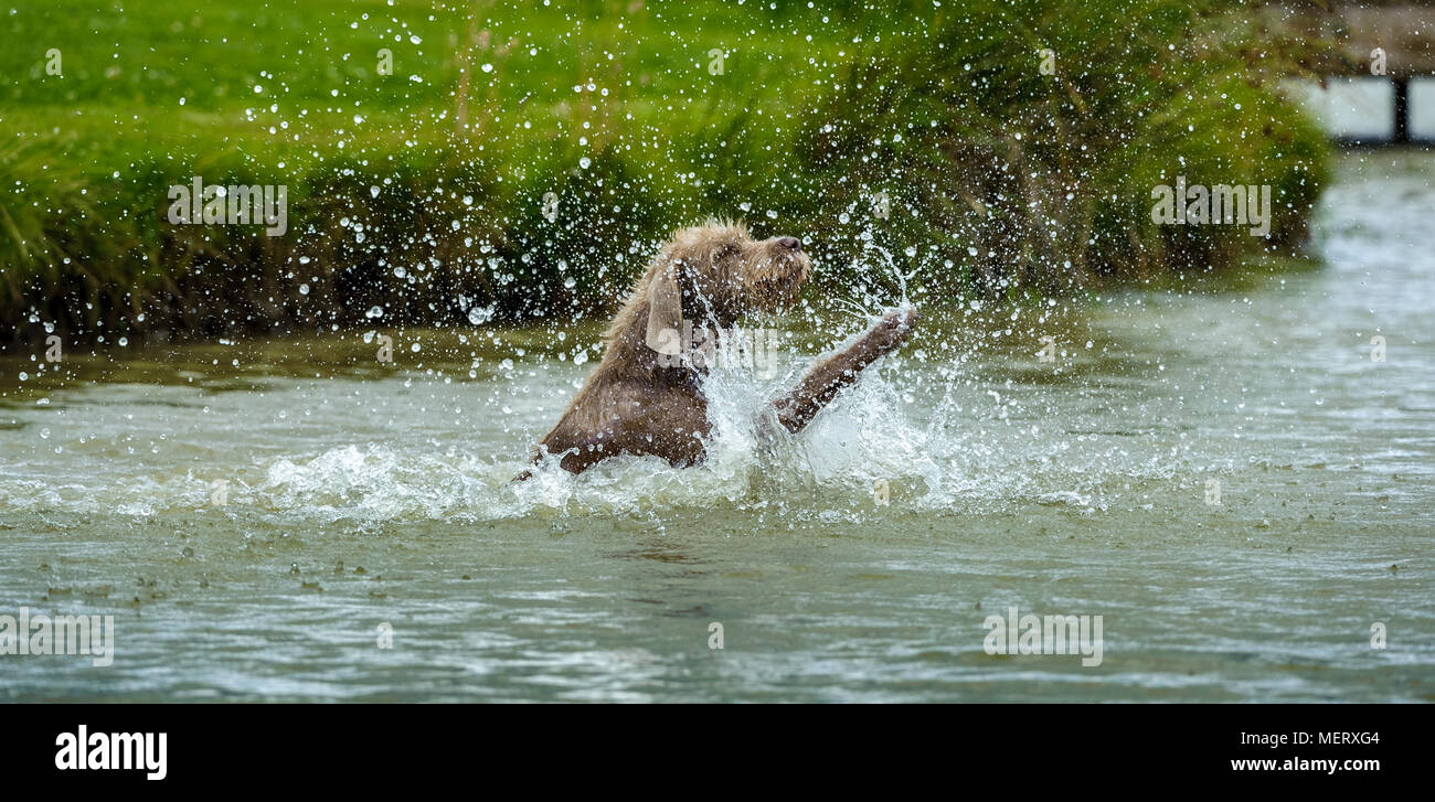 Ein Hund planschen in einem See von einem heißen Sommern Nachmittag - Rasse des Hundes ist eine einer Slowakischen rau behaarten Zeiger Stockfoto