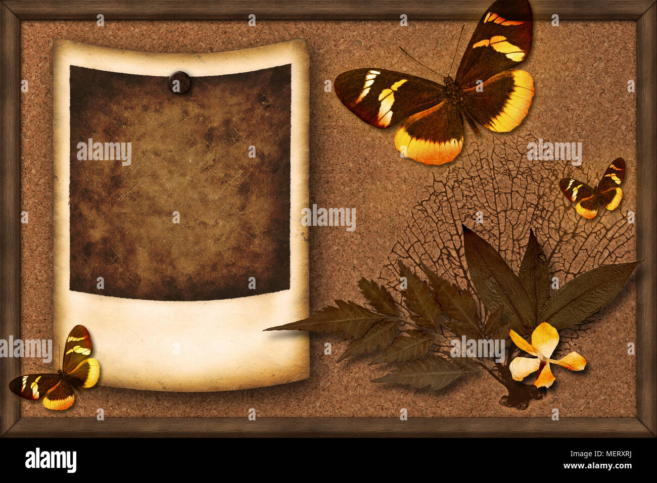 Vintage polaroid Frame (Bild und Text) auf einem Kork memoboard mit Zusammensetzung der getrockneten Blätter und Schmetterlinge Stockfoto