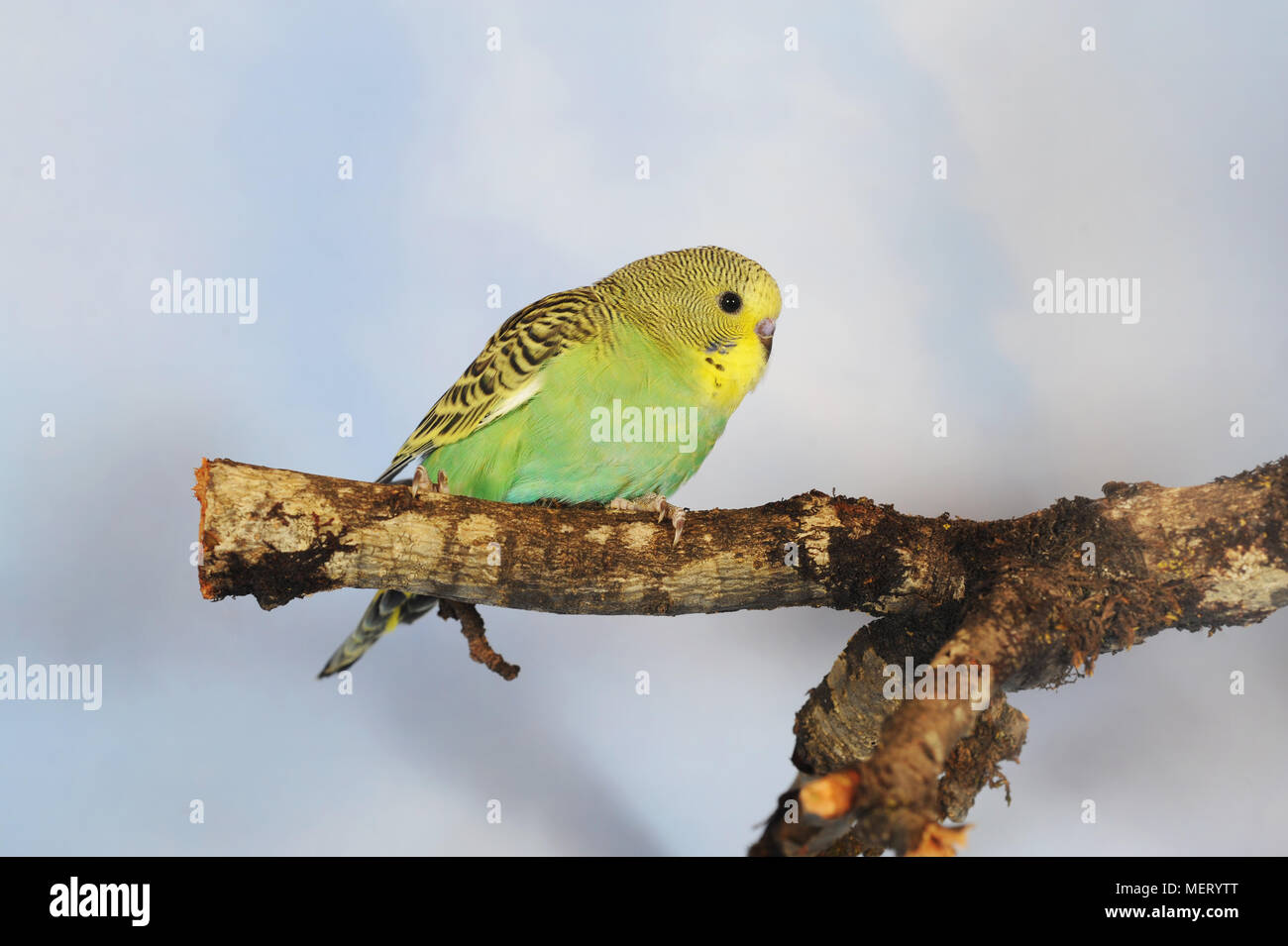 Jungen Wellensittich, grün-gelb Stockfoto