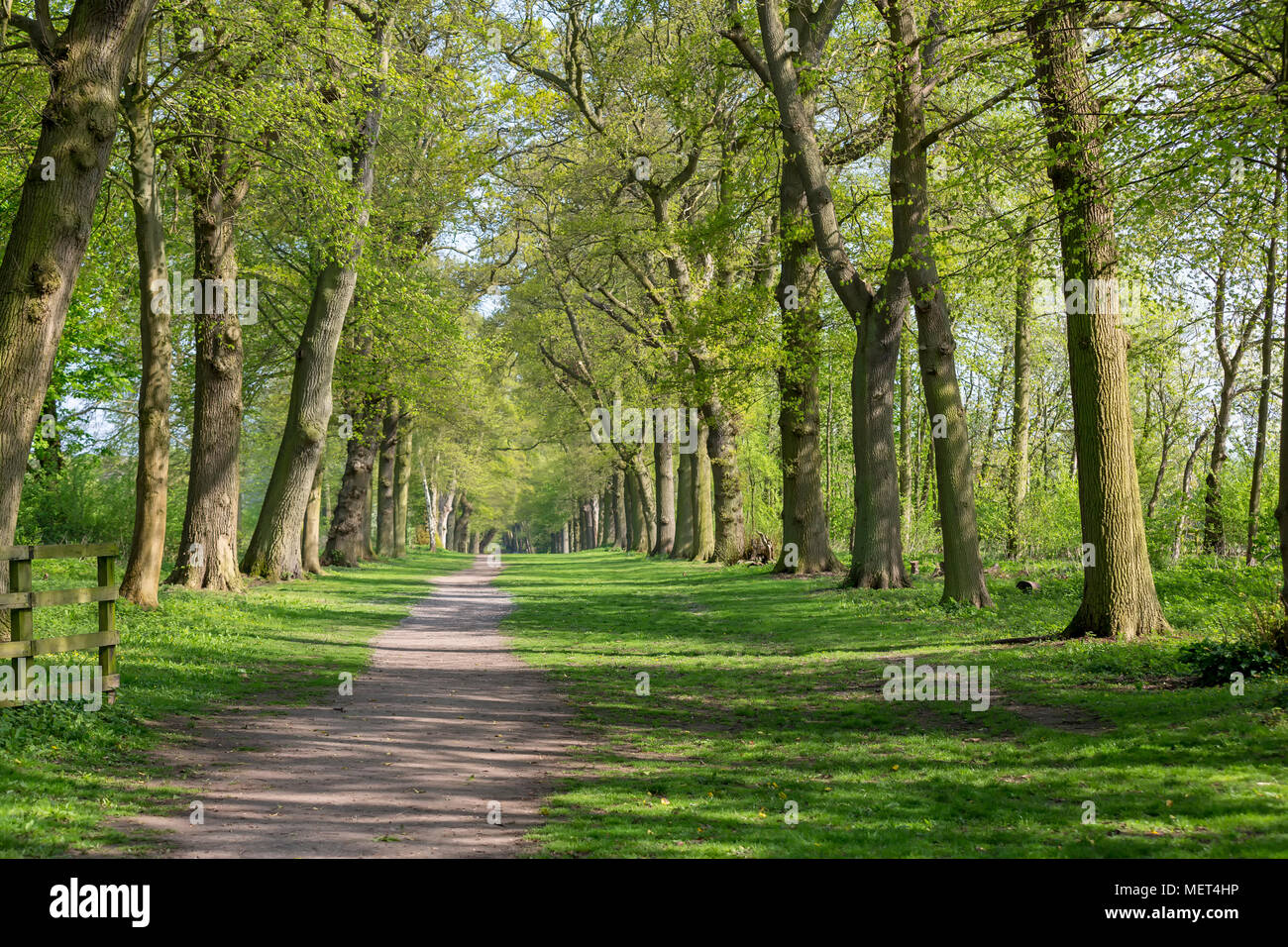 Fußweg durch grünen Wald der Buche im Frühjahr Stockfoto