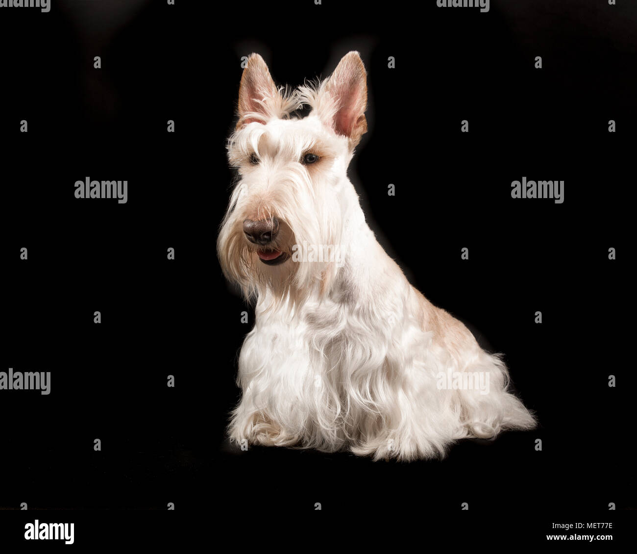Weiß Scottish Terrier sitzt auf einem schwarzen Hintergrund Stockfoto