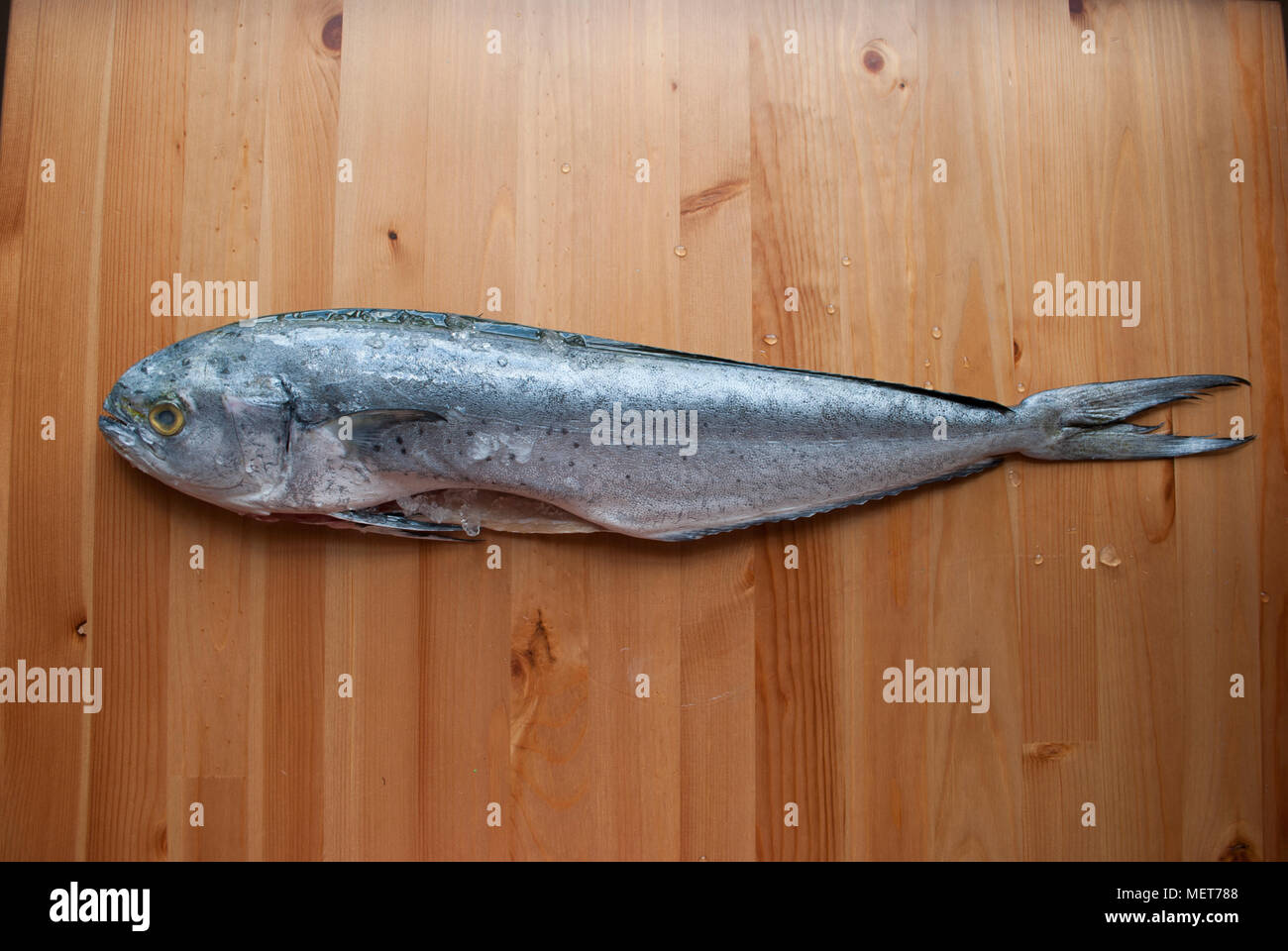 Big Fish auf hölzernen Tisch. Mahi-mahi. Fisch Gericht kochen. Roher Fisch Stockfoto