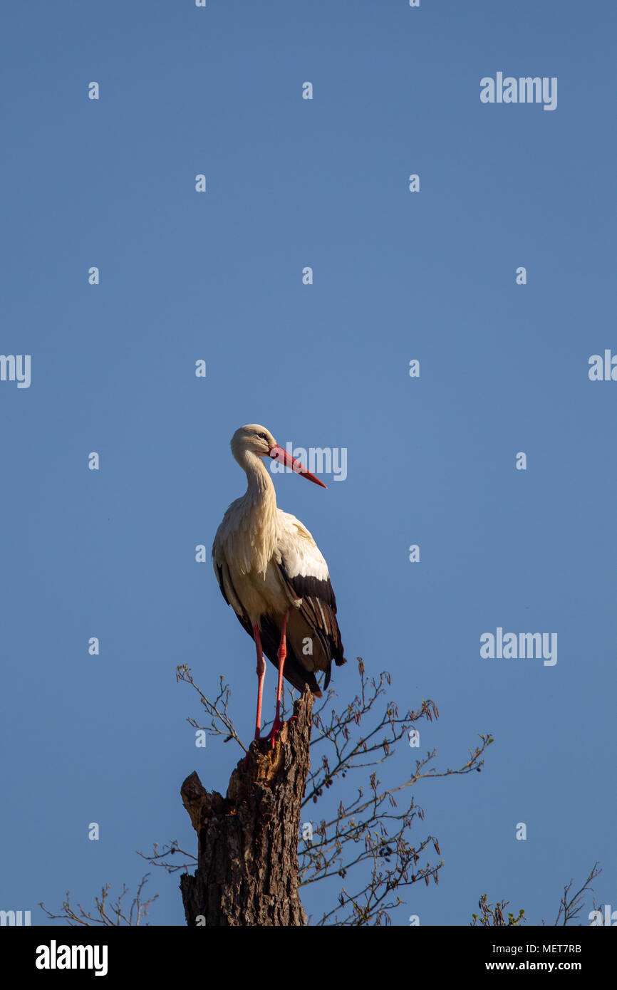 Weißstorch (Ciconia ciconia) am Stamm eines toten Baum im Naturschutzgebiet Moenchbruch in der Nähe von Frankfurt, Deutschland sitzen. Stockfoto