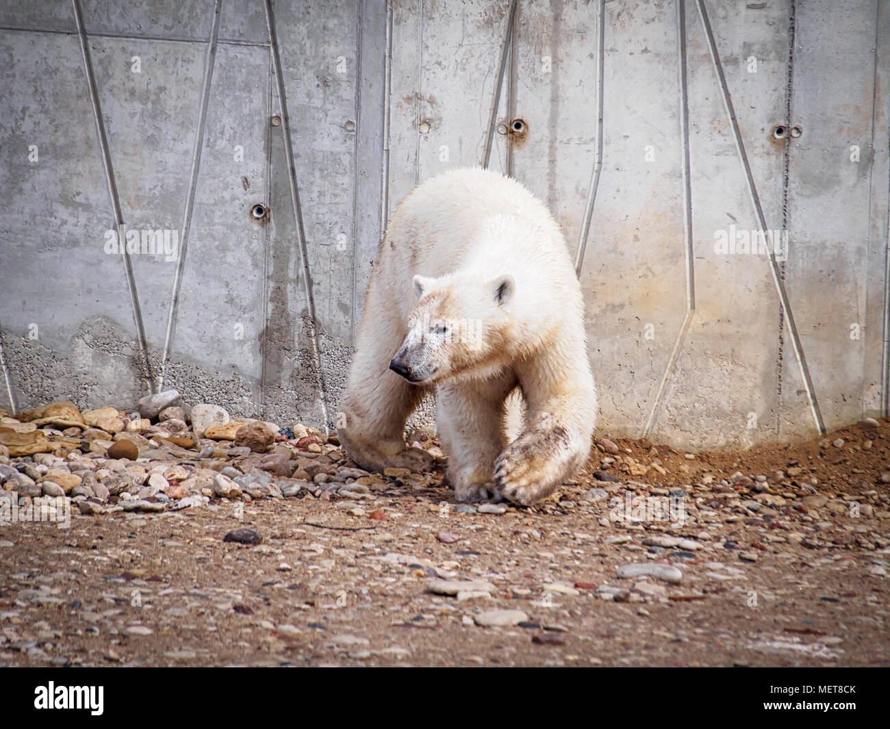 Eisbär (Ursus maritimus) zu Fuß durch die Wand Stockfoto