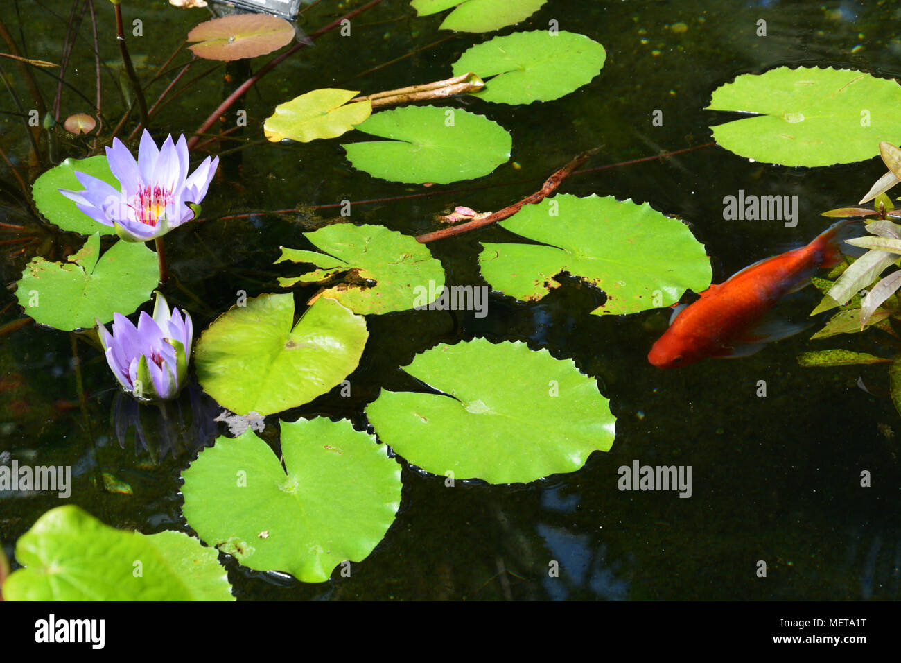 Lila Lotus Blume In Einem Koi Teich Im Wintergarten Gewachshaus Stockfotografie Alamy