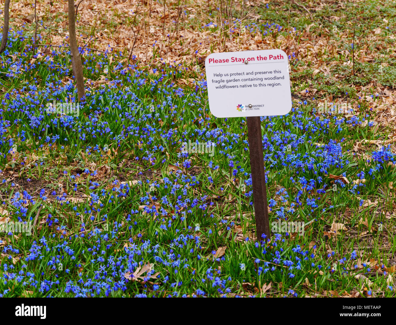 Zeichen fordert Schutz einheimischer Midwestern Wildblumen inmitten ein Klon von invasiven Sibirischen squills. Stockfoto