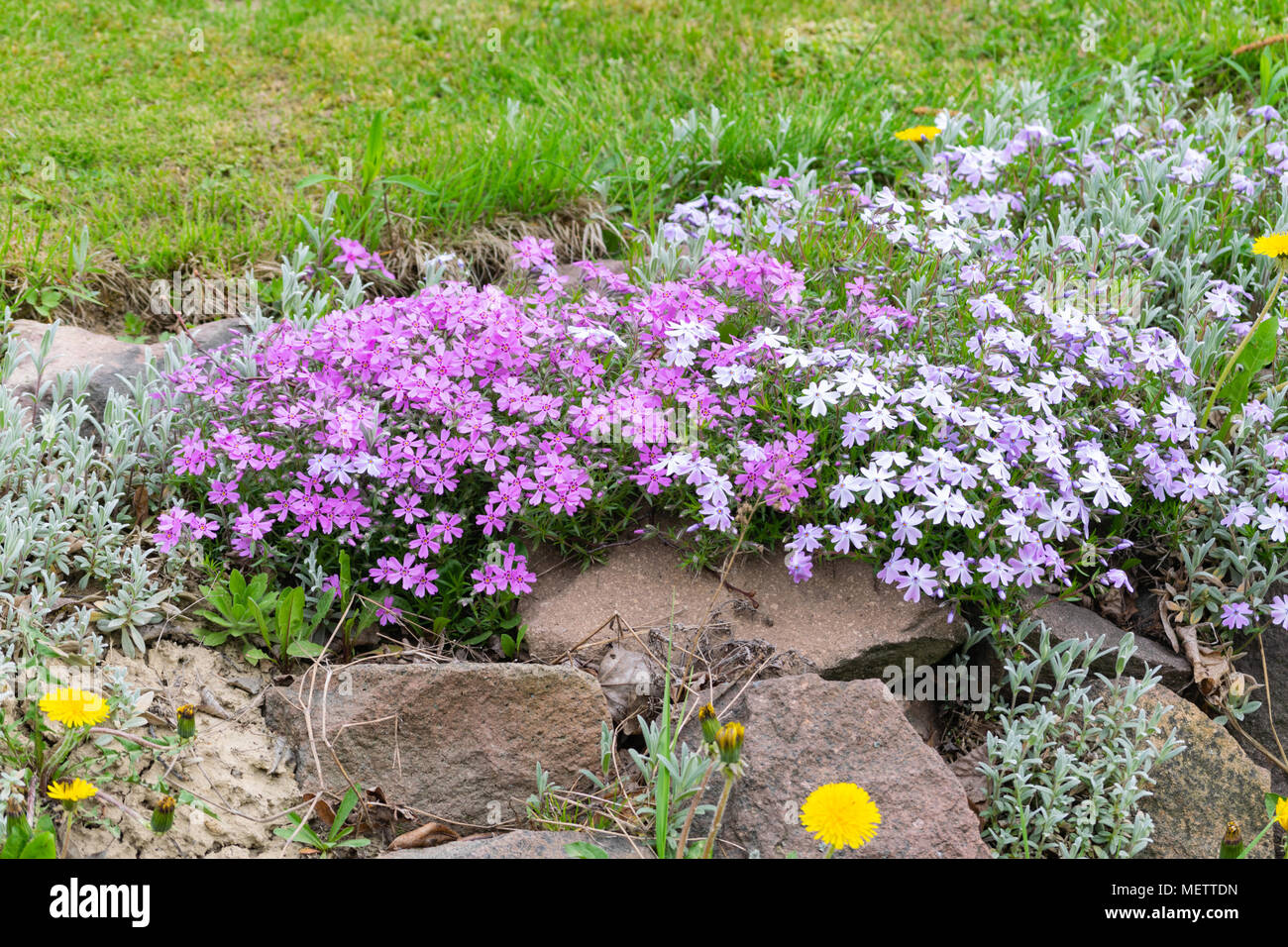 Dekorative Gras. Stockfoto