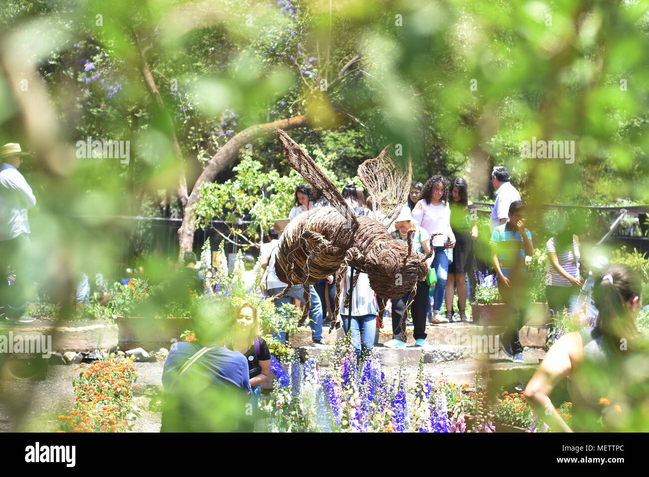 Mexiko City, Mexiko. 22 Apr, 2018. Besucher im Flower Festival gesehen. Der Botanische Garten Hosting ist eine Blume Festival, das mit dem Thema "Mexiko und seine Farben' Feder als Teil der FYCA Flower Festival zu Feiern gestaltet wird durch die 'Chelsea in der Blüte' von London inspiriert. Credit: Carlos Tischler/SOPA Images/ZUMA Draht/Alamy leben Nachrichten Stockfoto