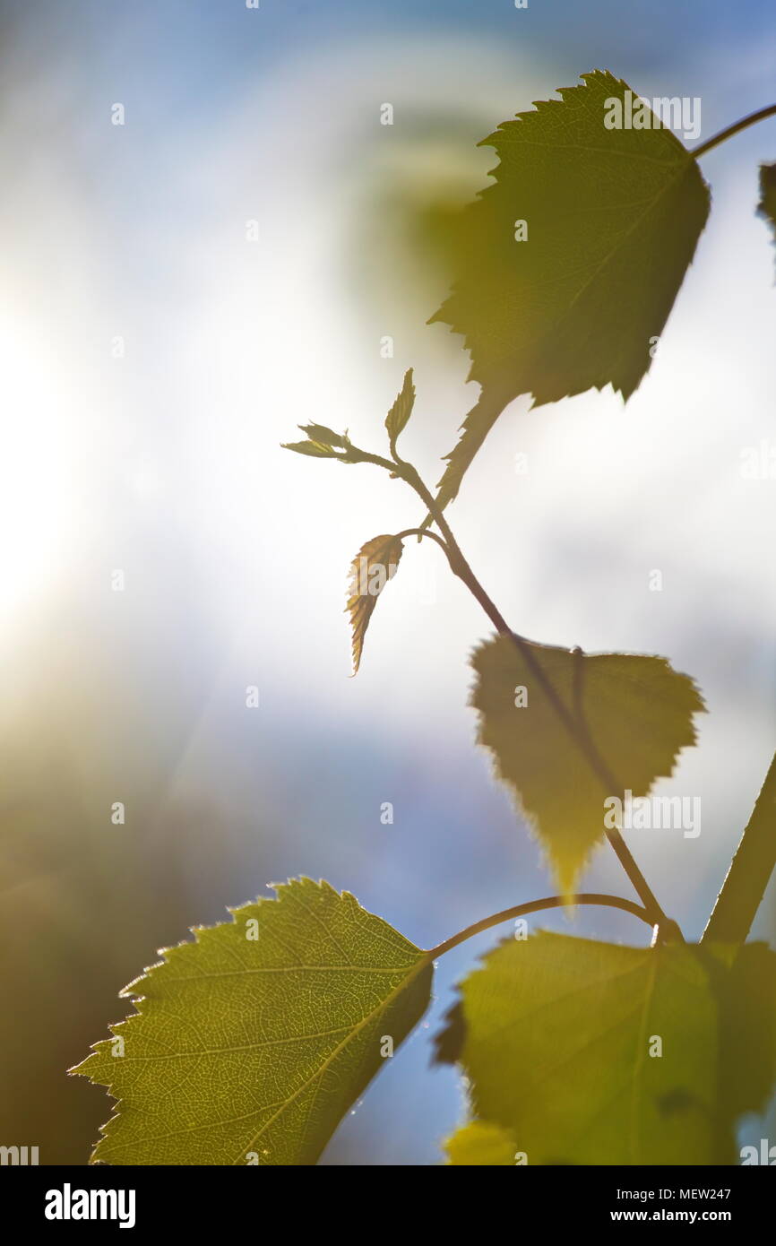 Nahaufnahme von Birke Blätter an einem sonnigen Frühlingstag Stockfoto