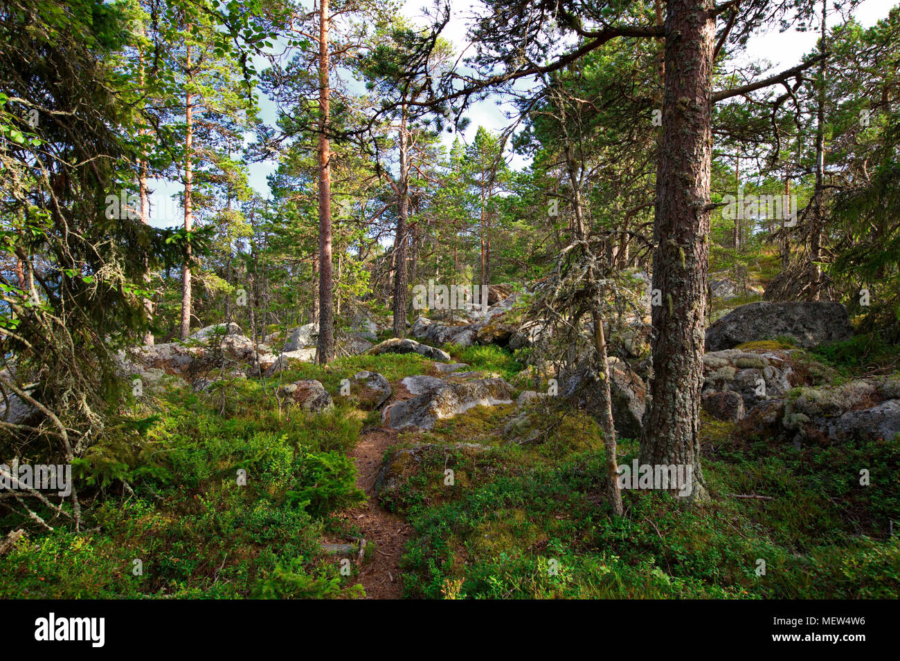 Ein Waldweg führt über felsigen Boden durch den Küstenwald in Schweden Kiefer Stockfoto