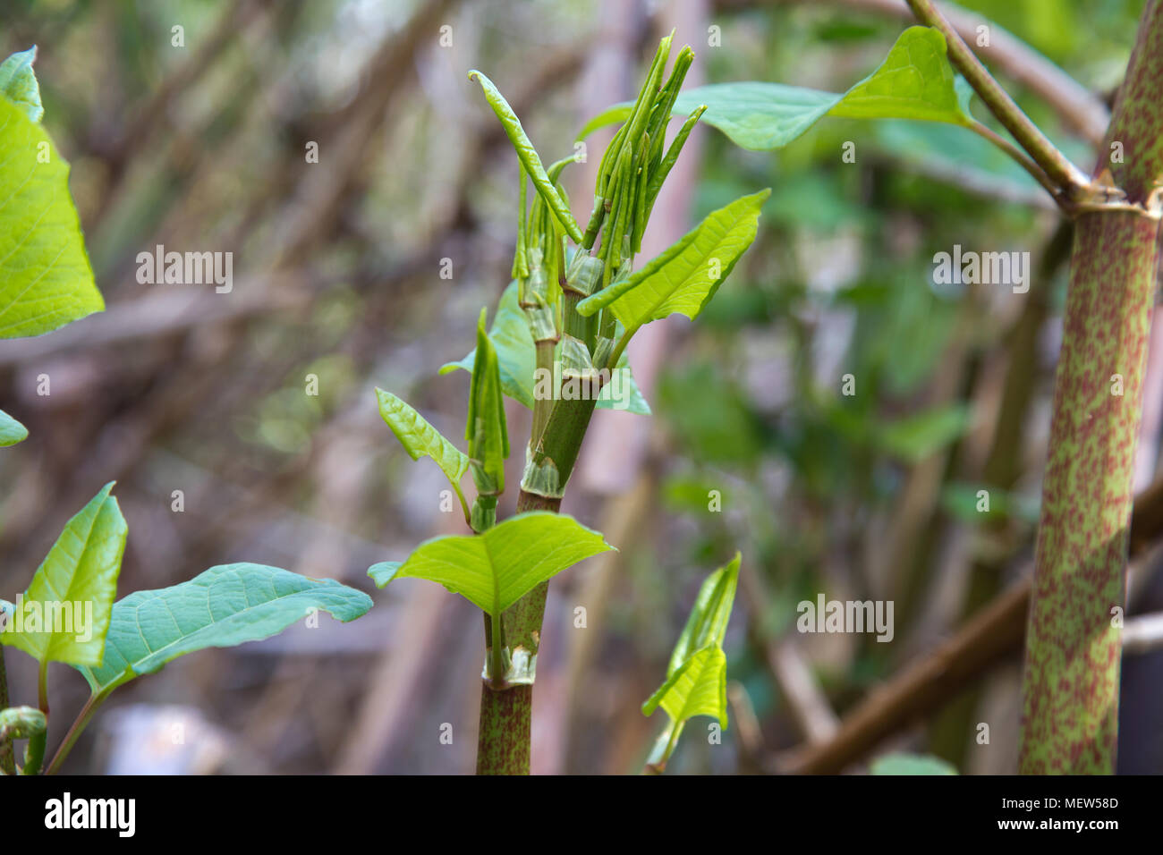 Junge japanische Knöterich in suburban Garten wächst in Großbritannien Stockfoto