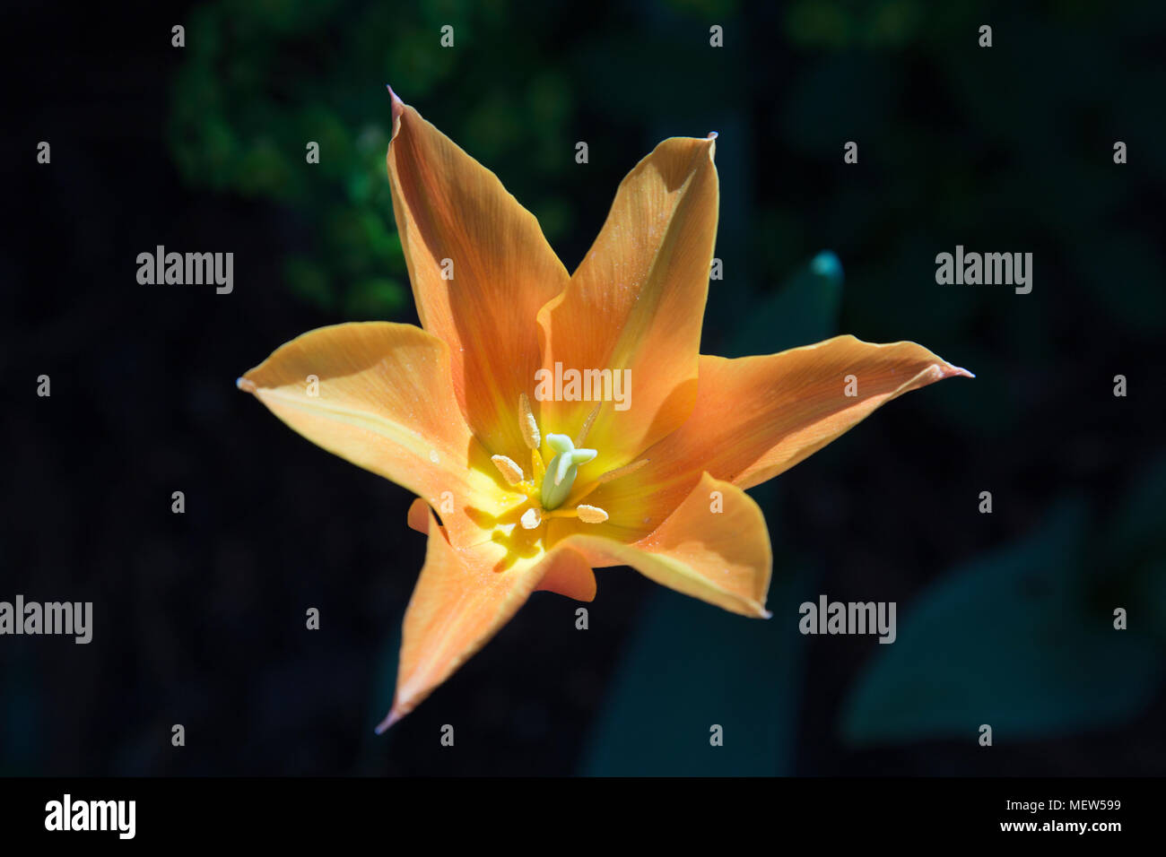 Orange Tulpe wächst in einem Vorort von Garten in Großbritannien Stockfoto