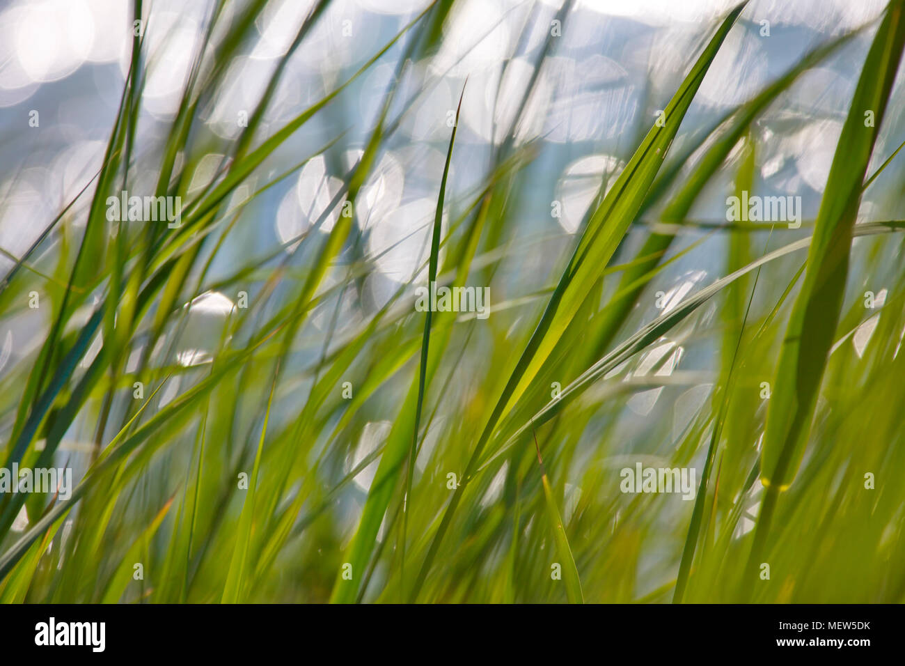 Nahaufnahme der Gräser wachsen vor einem See bewegen sich in eine Summer Breeze Stockfoto