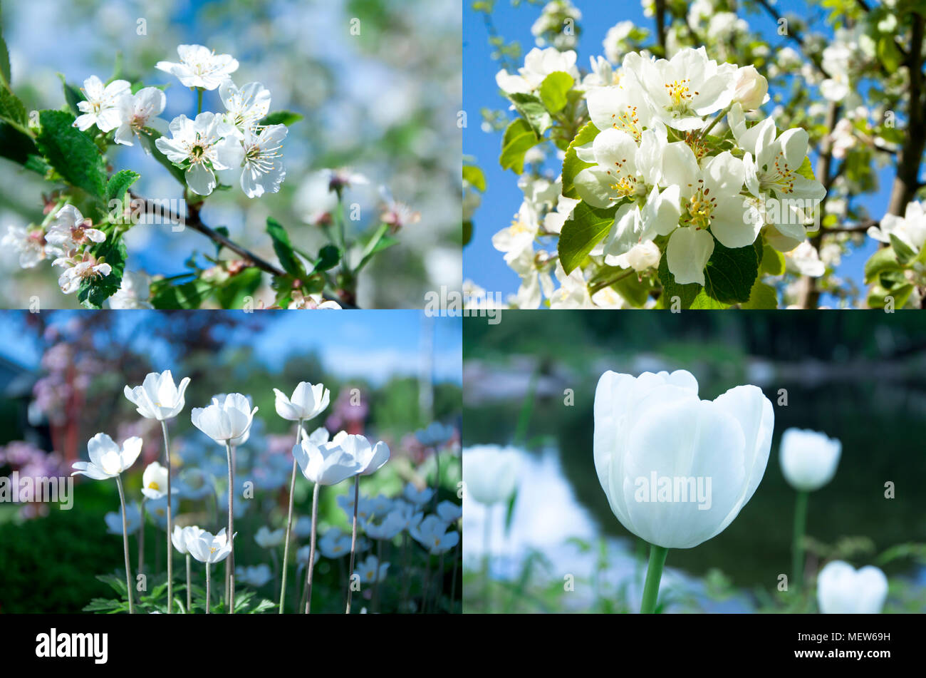 Collage aus schönen weißen Blumen im Garten Stockfoto
