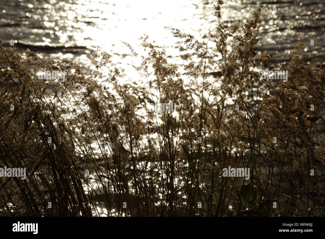 Herbst farbigen Gräsern beleuchtet von der Morgensonne bewegen sich im Wind vor einem glitzernden See. Stockfoto