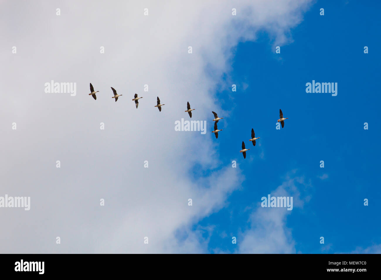 Eine Herde wilder Gänse fliegen durch die blauen Frühlingshimmel Stockfoto