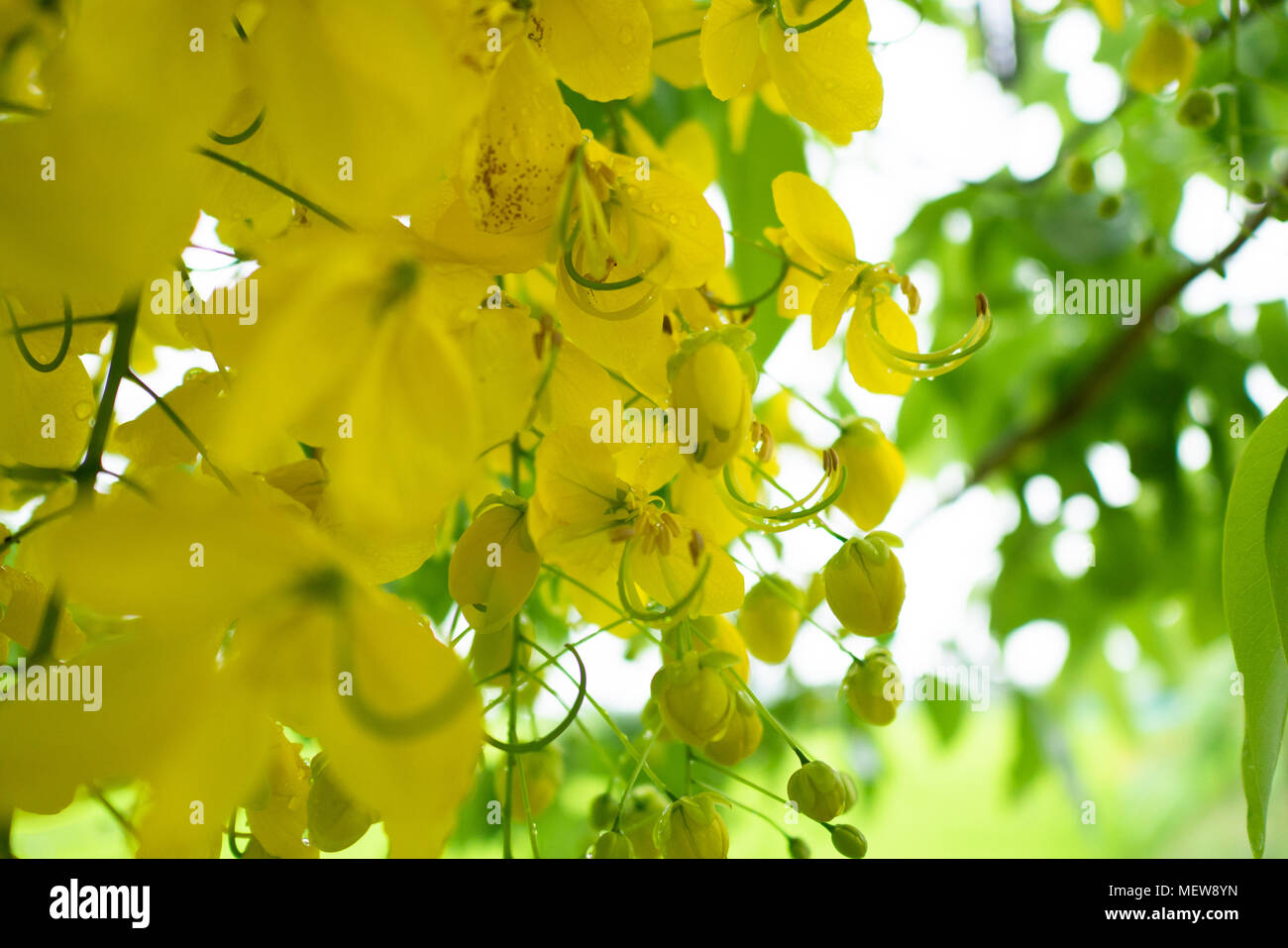 Multiplizieren oder Ratchaphruek Blumen in Thailand (Dok Koon) Normalerweise blühen im Sommer benutzen für Hintergrund Stockfoto