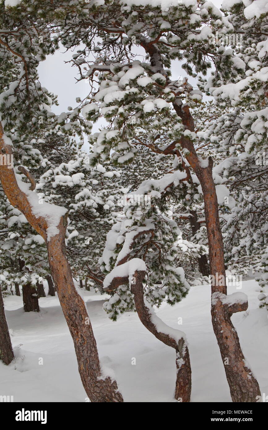 Schneebedeckte kiefer Zweige bilden ein verschlungenes Muster. Stockfoto