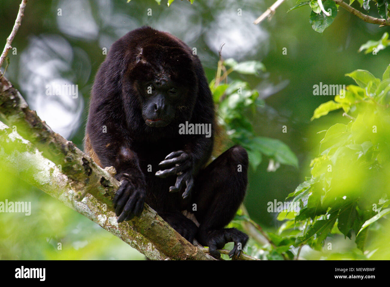 Ein männlicher Goldener Howler-Affe (Alouatta palliata palliata) schaut in die Kamera Stockfoto