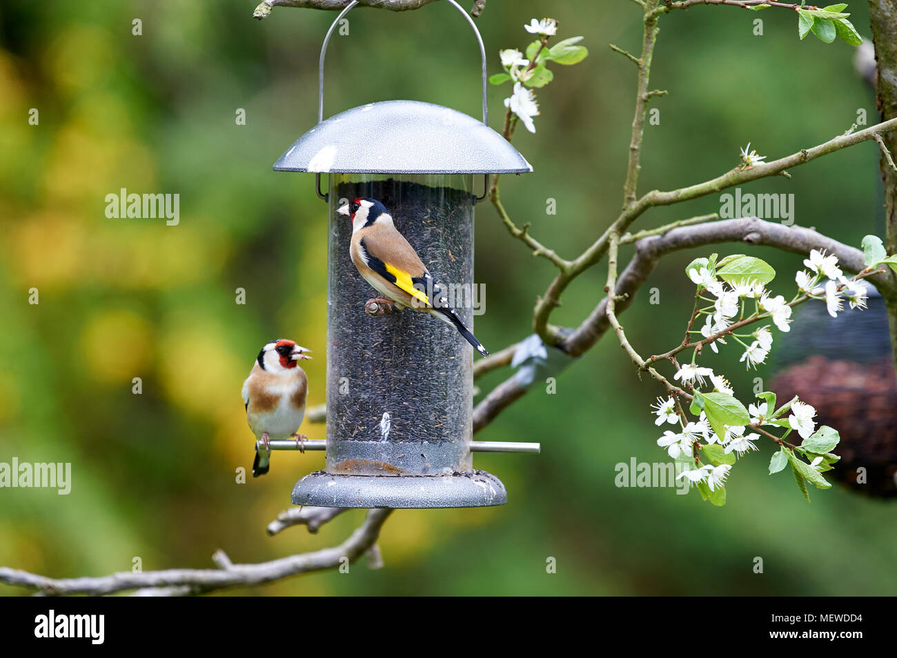 Stieglitz karde Stockfotos und bilder Kaufen Alamy