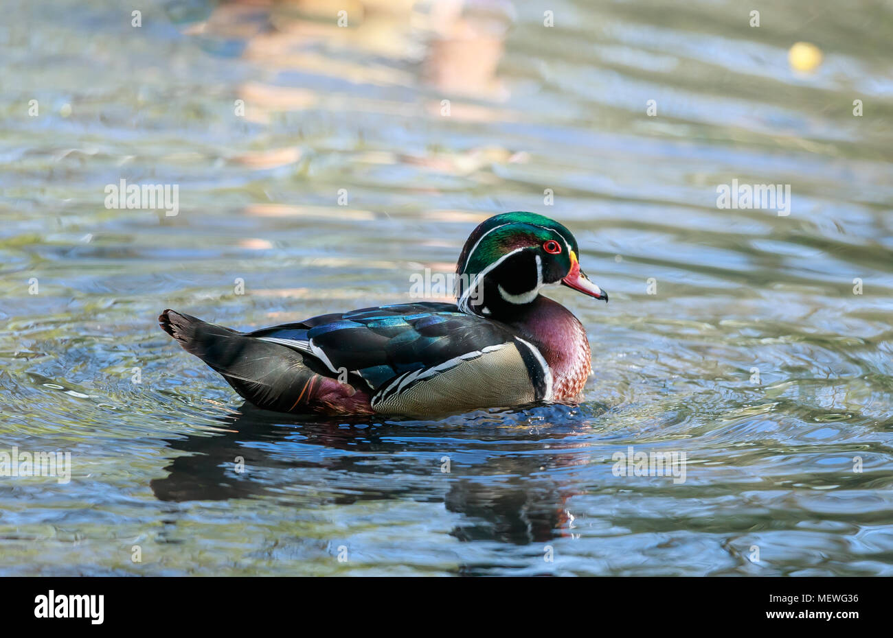 Das Holz Ente oder Carolina Duck ist eine Pflanzenart aus der Gattung der hocken Ente in Nordamerika gefunden. Es ist eine der buntesten Nordamerikanischen Wasservögel. Stockfoto