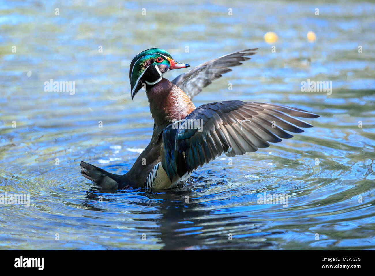 Das Holz Ente oder Carolina Duck ist eine Pflanzenart aus der Gattung der hocken Ente in Nordamerika gefunden. Es ist eine der buntesten Nordamerikanischen Wasservögel. Stockfoto