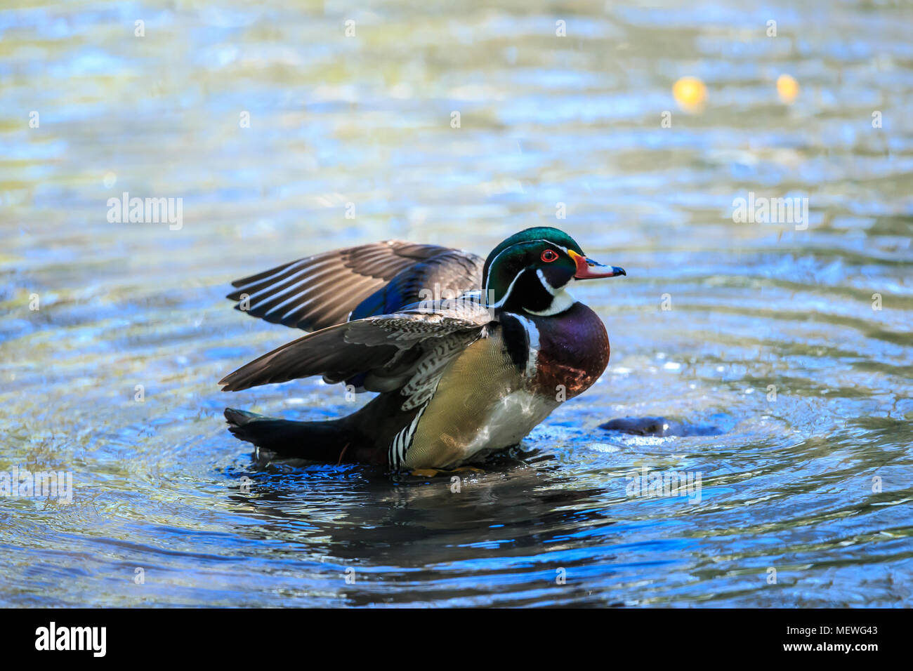 Das Holz Ente oder Carolina Duck ist eine Pflanzenart aus der Gattung der hocken Ente in Nordamerika gefunden. Es ist eine der buntesten Nordamerikanischen Wasservögel. Stockfoto