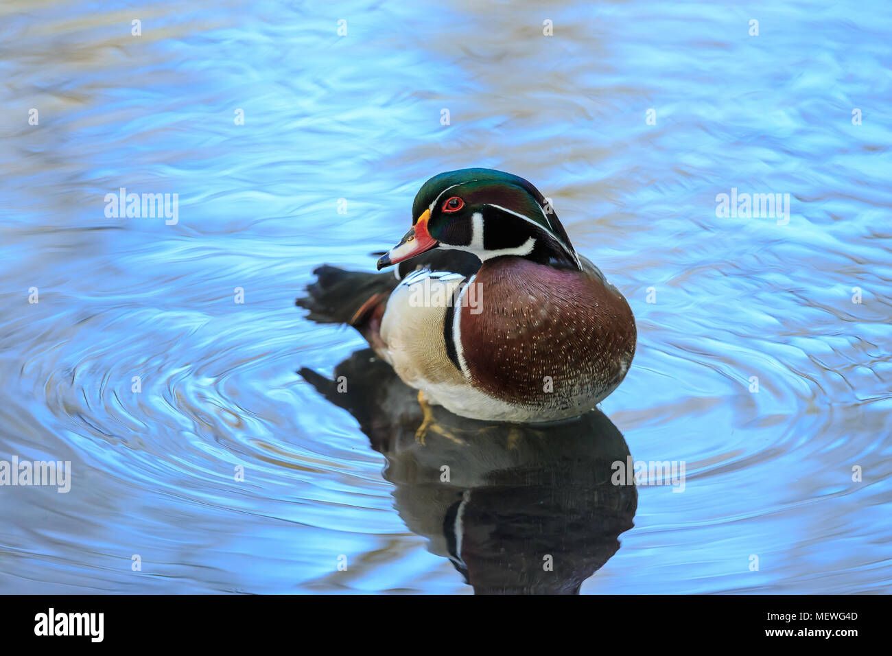 Das Holz Ente oder Carolina Duck ist eine Pflanzenart aus der Gattung der hocken Ente in Nordamerika gefunden. Es ist eine der buntesten Nordamerikanischen Wasservögel. Stockfoto