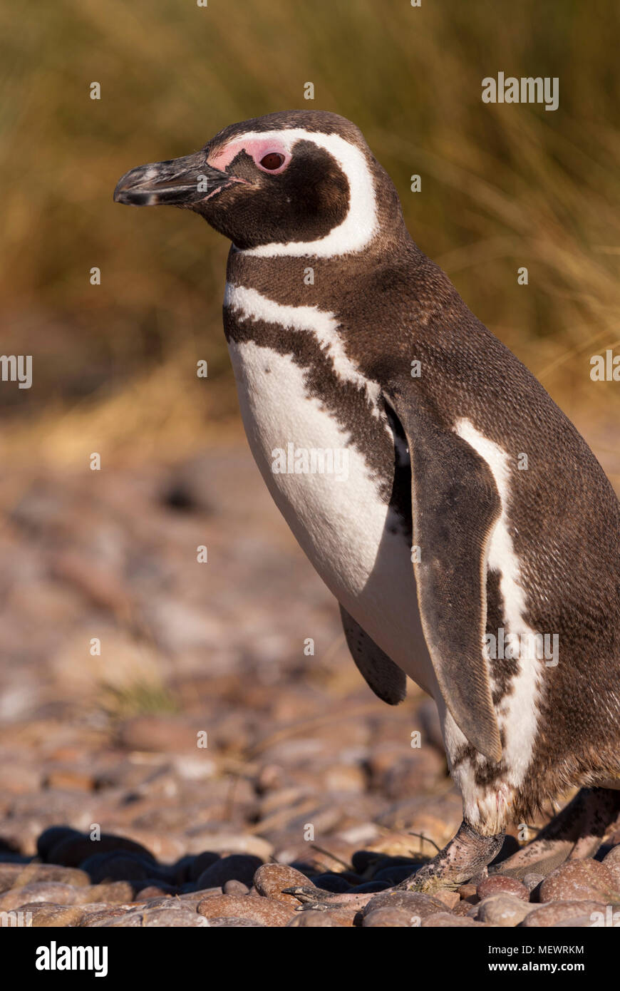 Magellan Pinguin (Spheniscus Magellanicus) in Patagonien Stockfoto