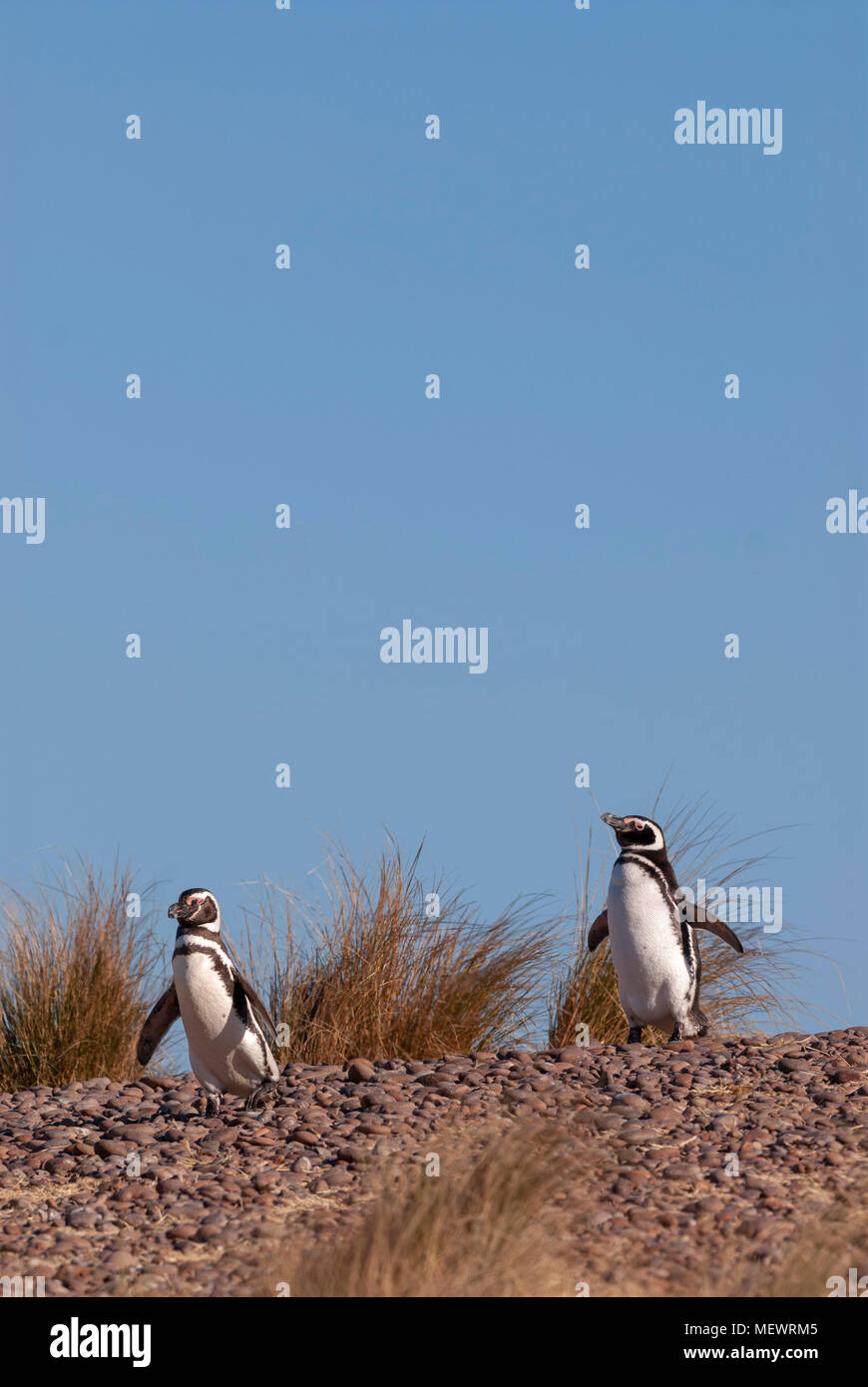 Magellan Pinguin (Spheniscus Magellanicus) in Patagonien Stockfoto
