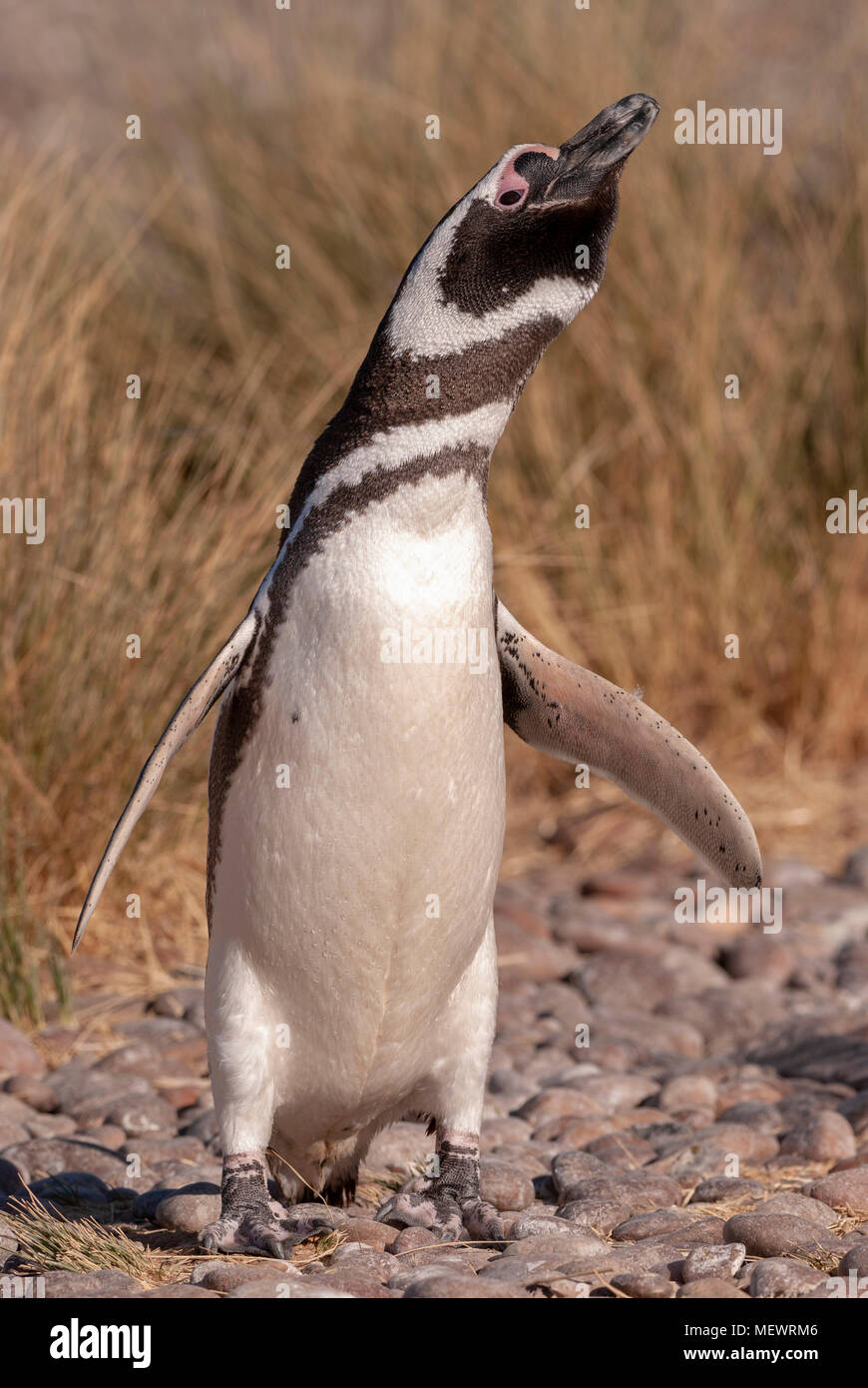 Magellan Pinguin (Spheniscus Magellanicus) in Patagonien Stockfoto
