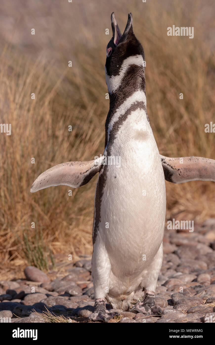 Magellan Pinguin (Spheniscus Magellanicus) in Patagonien Stockfoto